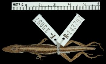 Media type: image;   Herpetology R-143797 Aspect: dorsal